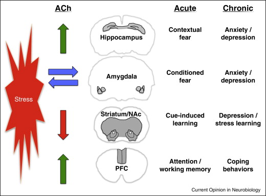 Acetylcholine in Depression: Causes, Symptoms, and Treatment 1 acetylcholine in depression causes symptoms and treatment