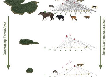 amazon river predator and prey dynamics explained