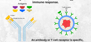 antigen definition function types key facts explained
