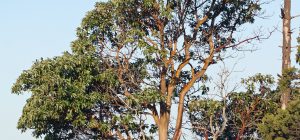 britannicas insight on the fascinating madrona tree