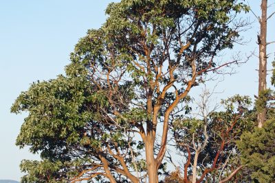 britannicas insight on the fascinating madrona tree