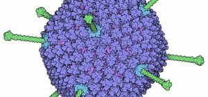 capsids unraveling the structure of viral architecture