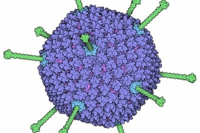Capsids: Unraveling the Structure of Viral Architecture 2 capsids unraveling the structure of viral architecture
