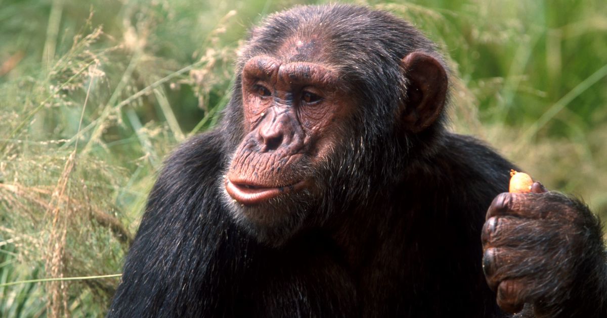 Champ Monkey: Fascinating Facts, Habitat, and Diet Insights 1 champ monkey fascinating facts habitat and diet insights