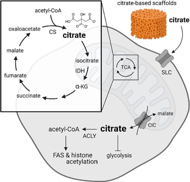 Citrate: Understanding Its Role and Importance in Chemistry 1 citrate understanding its role and importance in chemistry