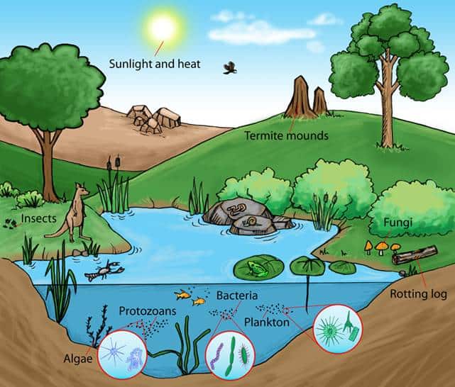 Ecology: The Study of Our Interconnected Natural World 1 ecology the study of our interconnected natural world
