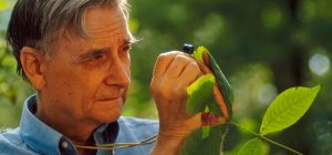 eo wilson defining biodiversity and key facts explained