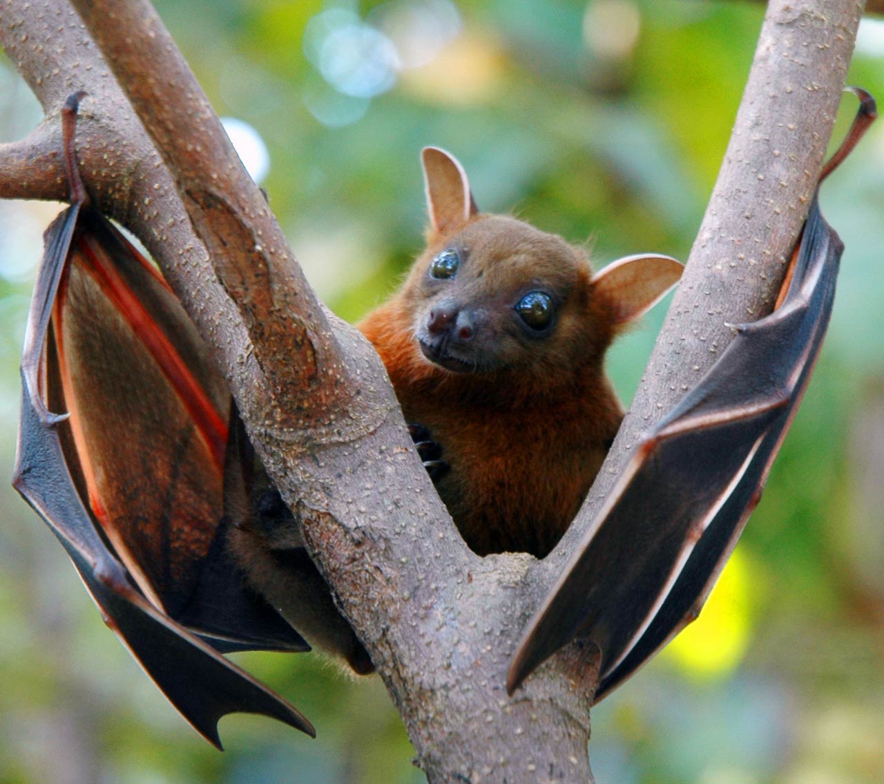 Fruit Bats: Insights into the Fascinating Old World Species 1 fruit bats insights into the fascinating old world species
