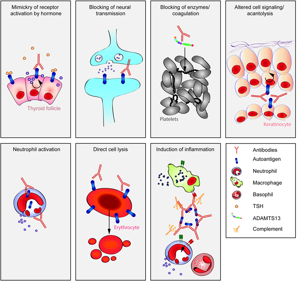 How are autoantibodies diagnosed and treated today 1 how are autoantibodies diagnosed and treated today