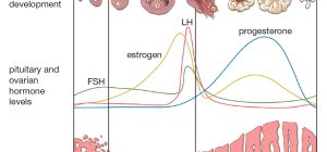 in heat understanding ovarian activity and hormonal changes