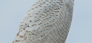 is the arctic predator a mysterious white nocturnal owl