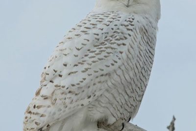 is the arctic predator a mysterious white nocturnal owl