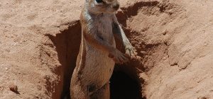 mammals and rodents unique adaptations in burrowing species