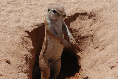 mammals and rodents unique adaptations in burrowing species