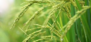 rice description history cultivation uses explained