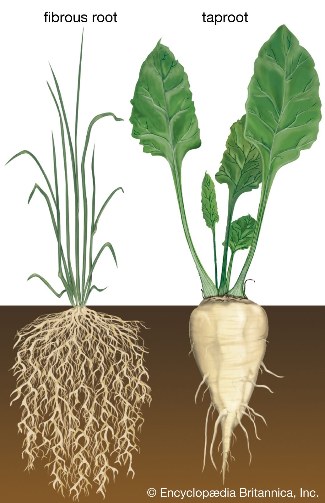 Root: Definition, Types, Examples, Morphology, and Functions 1 root definition types examples morphology and functions