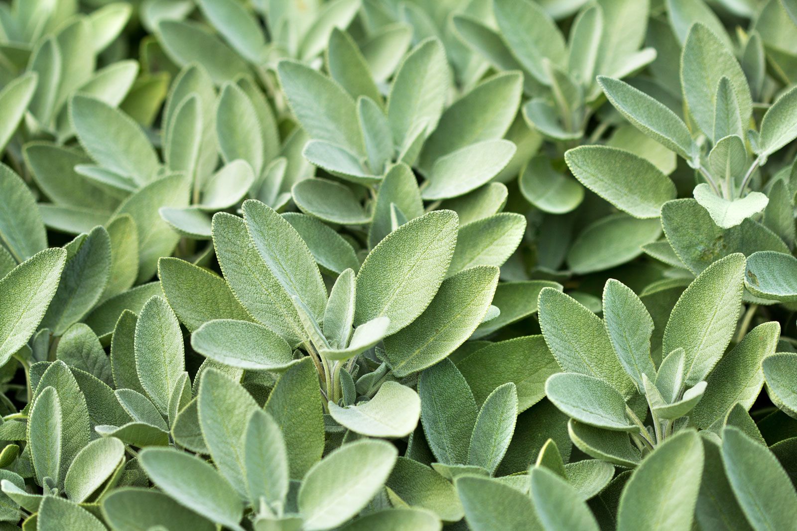 Sage: Description, Plant Uses, Herb Facts, and More 1 sage description plant uses herb facts and more