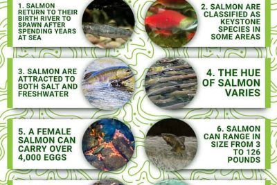salmon fish facts fascinating insights you need to know