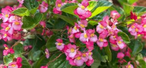 waxy flower description major species fascinating facts