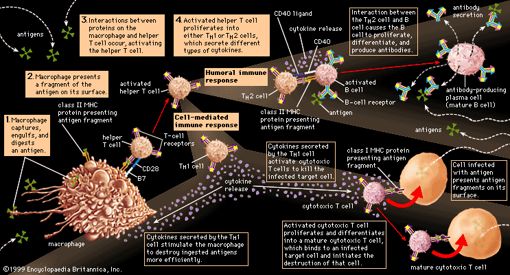 What are Beutler's key advances in immunology and disease 1 what are beutlers key advances in immunology and disease