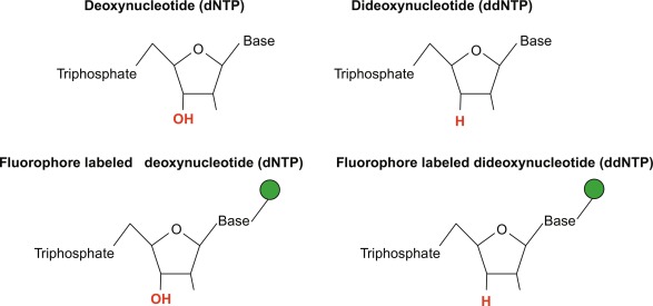 What are deoxynucleoside triphosphates and their functions 1 what are deoxynucleoside triphosphates and their functions