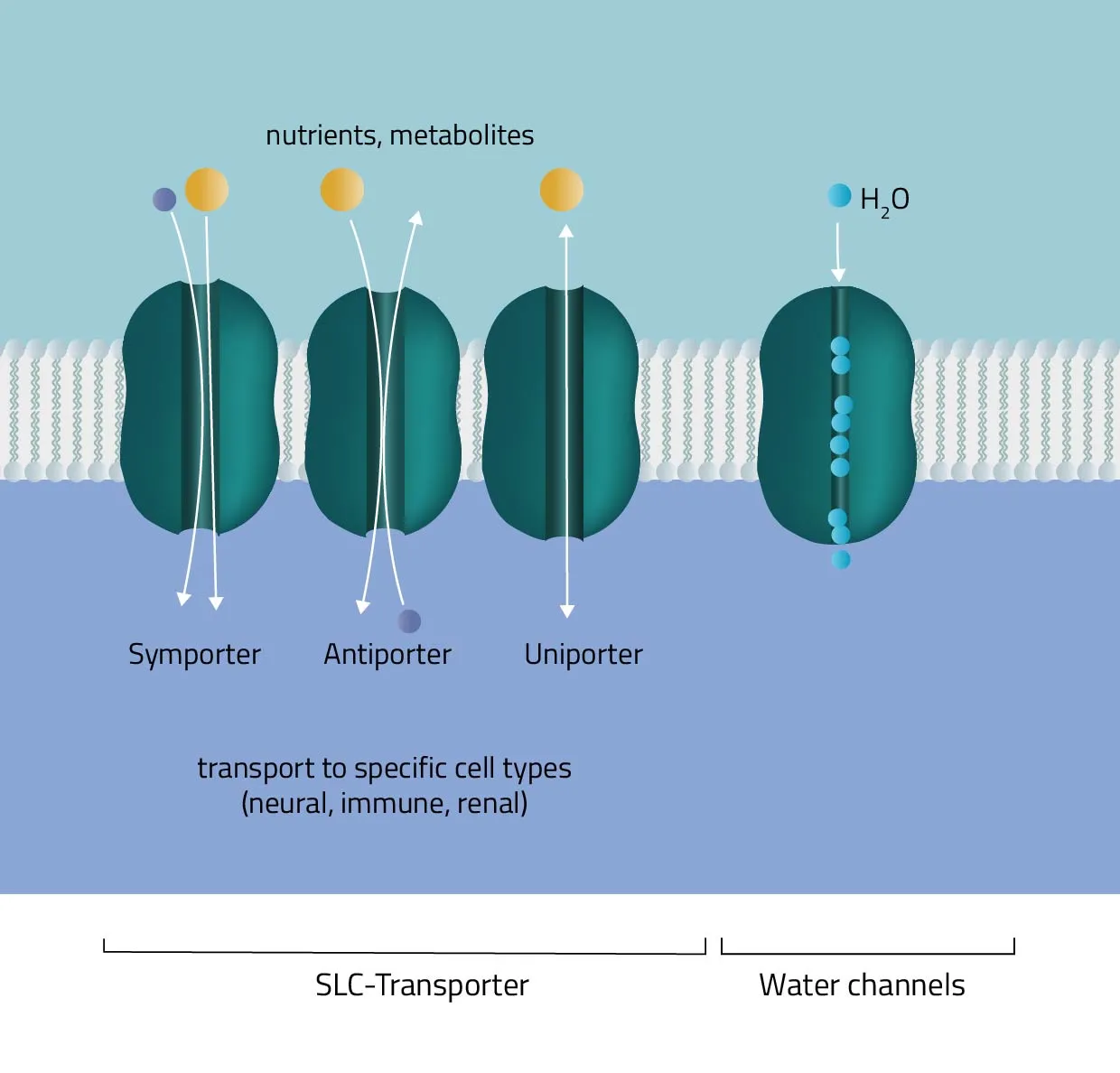 What are membrane proteins and their roles in transport 1 what are membrane proteins and their roles in transport