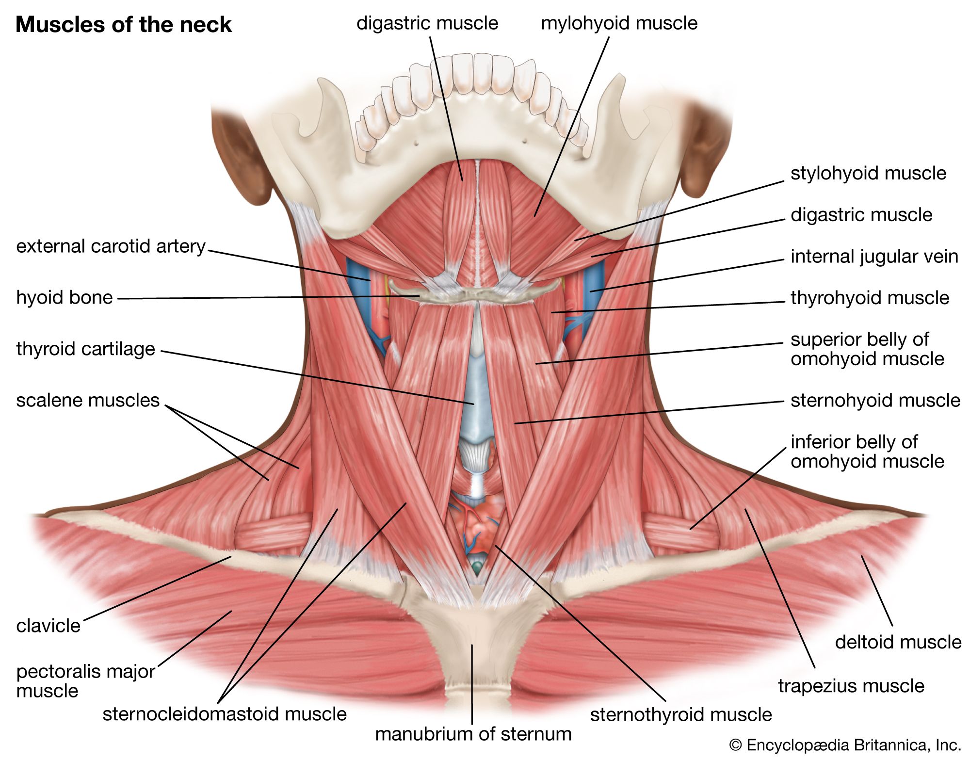 What are the neck tendons in the human muscle system 1 what are the neck tendons in the human muscle system