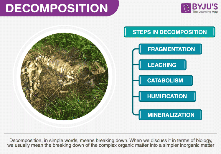 What are the steps in the biological decomposition process 1 what are the steps in the biological decomposition process