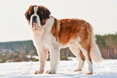 what are the traits and lifespan of st bernards dogs