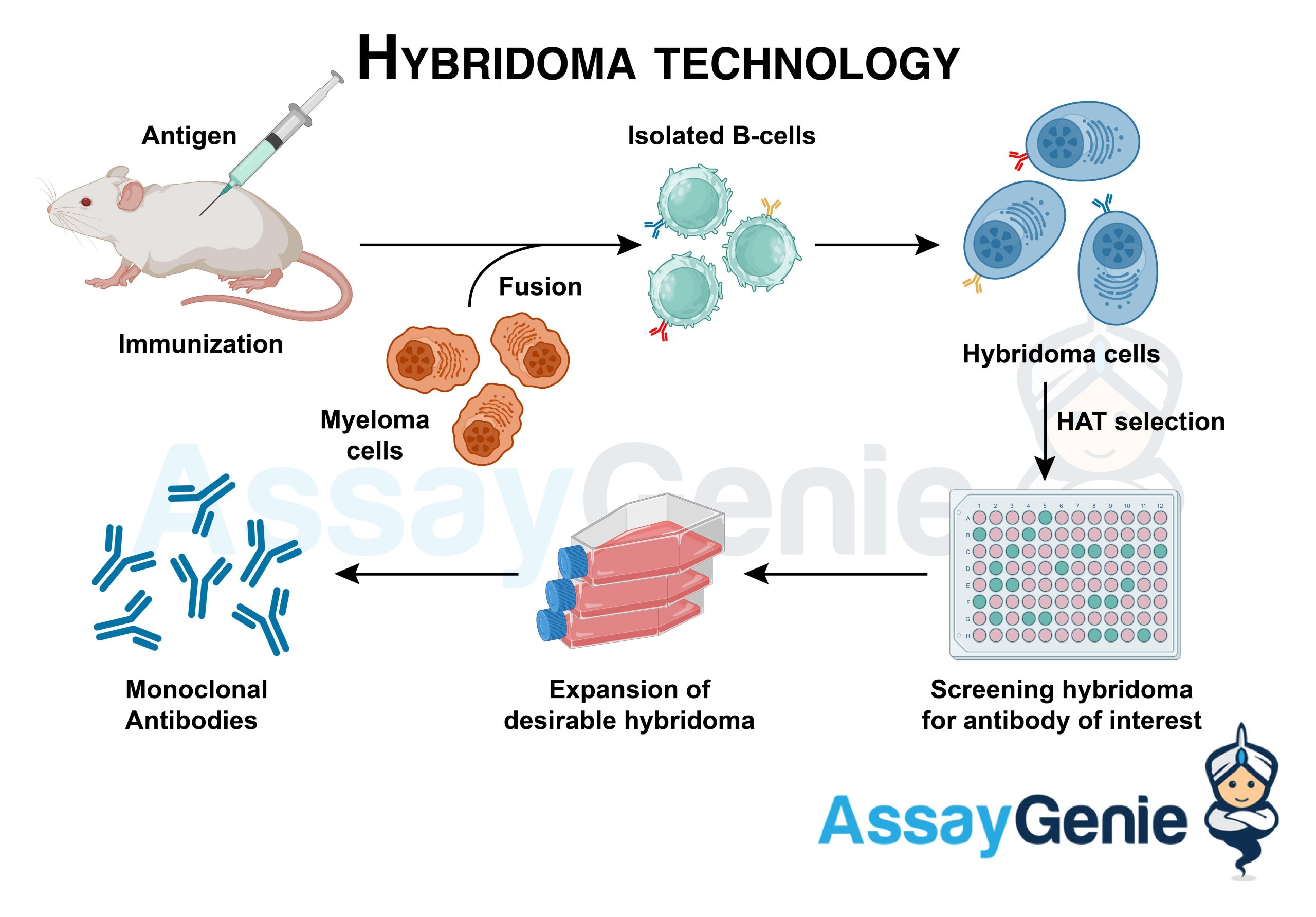 What is a hybridoma and its role in antibody production 1 what is a hybridoma and its role in antibody production scaled