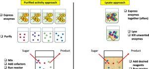what is cell lysis and how does it occur biologically