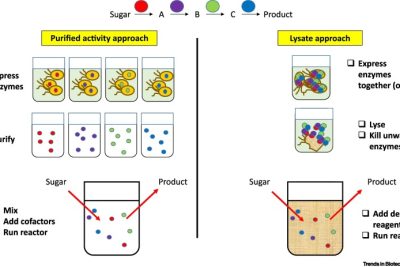What is cell lysis and how does it occur biologically 2 what is cell lysis and how does it occur biologically