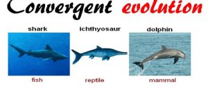 what is convergent evolution and why is it significant